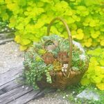 ナチュラルバスケットに多肉寄せ植え