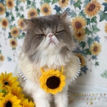 🌻向日葵ポシェット🌻