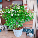 ラスト！大きめ♡【ハンカチの花コンロンカ 】ボリューム満点♡毎年楽しめる植物♡ホワイト系の器