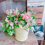 ラスト！大きめ【初雪カズラ】ステキなイエロー系ナチュラル陶器入り♡ 白ピンクグリーン