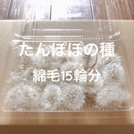 たんぽぽの種 綿毛15輪分 タンポポ