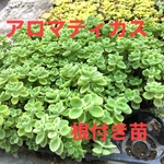 アロマテイカス　根付き苗　１０本　送料無料