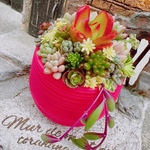 chyano様　専用❤︎赤いポットのちまちま寄せ植え❤︎