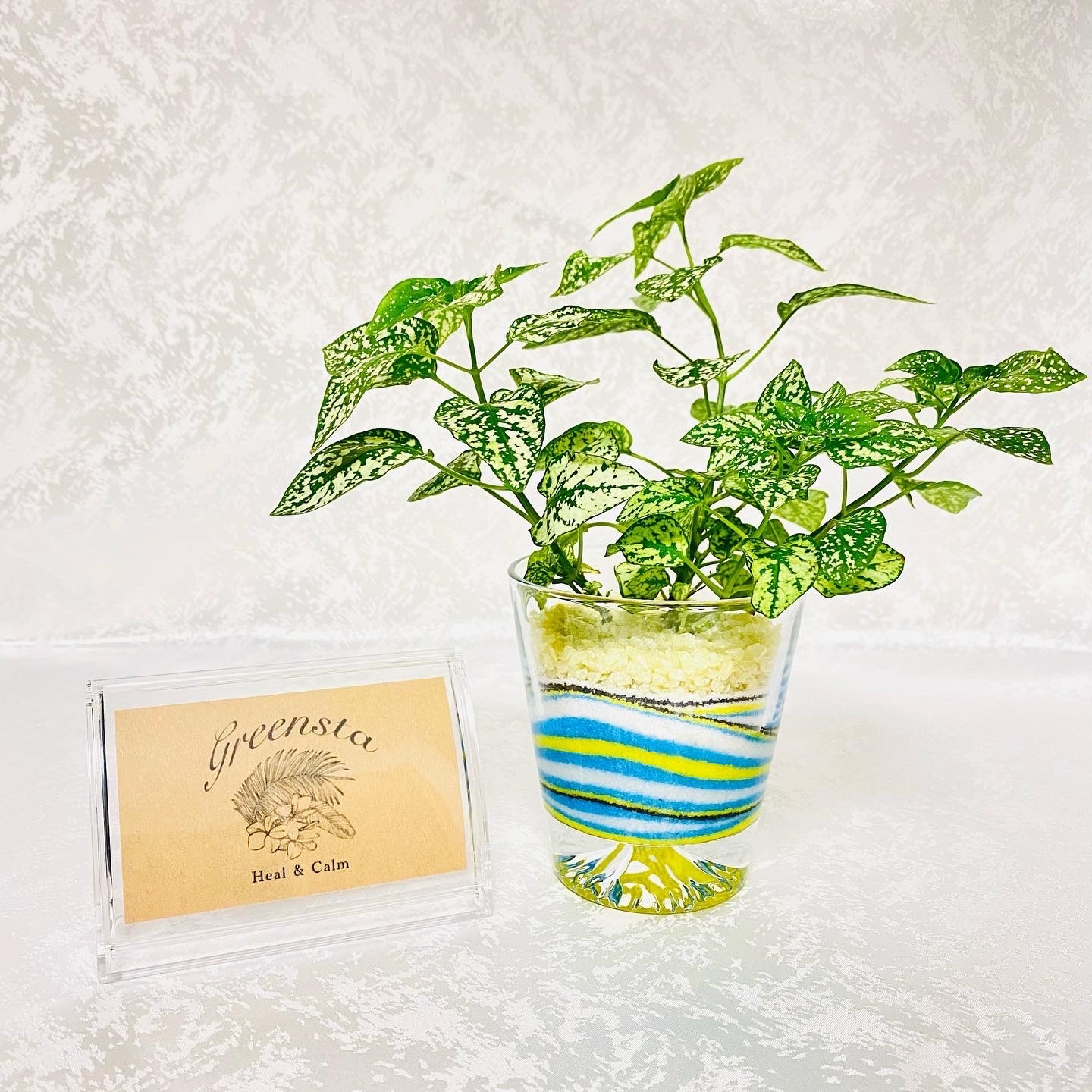 カラーサンドアート》ホヤカーリー ハート 観葉植物 - Heal&Calm 