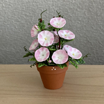 朝顔　12   花鉢　