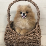 羊毛フェルト　にこにこポメラニアンのバスケット