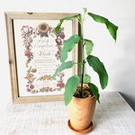 爽やかな香り☆レモンユーカリ　Rose Wood テラコッタ鉢　受け皿付き 観葉植物　インテリア