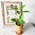 フィカス　アルテシマ　Rose Wood テラコッタ鉢　受け皿付き 観葉植物　インテリア