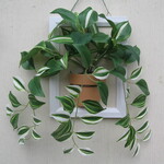 ワンダリング壁掛けアレンジ