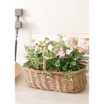 【B様オーダー品】日々草「桃のときめき」寄せ植え