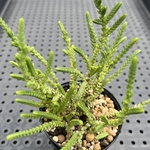 若緑　多肉植物