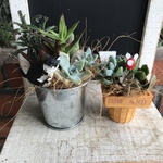 多肉植物寄せ植えおトク2個セット　C