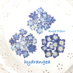  *｡ 紫陽花ミニ    2種類  ｡*　    押し花素材