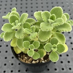 アロマティカス　多肉植物