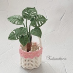 ブローチ～根っこ付きモンステラ〜