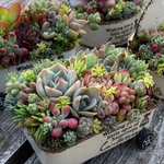 オーダーお受けします 多肉植物寄せ植え そのまま飾れる ちま寄せ花車