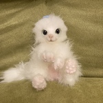 芽吹き〜猫気分〜