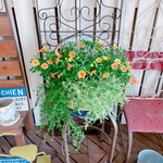 SALE！現品ラスト♡【オシャレな寄せ植え】カリブラコア２種♪取っ手つきイエロー系ブリキ！素敵なガーデニング