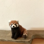 レッサーパンダ