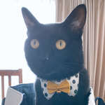 猫ちゃん用首輪