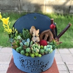 ★今だけ！限定価格！★送料無料★♡そのまま飾れる♡リスちゃんの多肉植物寄せ植え╰(*´︶`*)╯♡