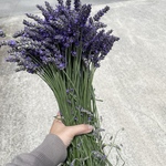 ラベンダー生花　50本