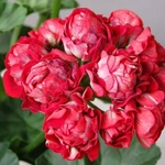 薔薇咲きゼラニウム　スカーレットローズバッド　１ポット