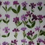 押し花 素材 クフェア　💐