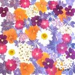 ♡new♡作家様必見♡押し花MIXセット♡押し花セット