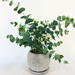ユーカリ　観葉植物　鉢付き