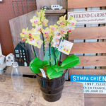 現品♡【カワイイお色の素敵な胡蝶蘭】陶器鉢入り♡贈り物やプレゼントにも♪こちょうらん！ゴールドベイビー