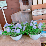 人気の色♡【さわやかな寄せ植え】スーパーベナアイストゥインクル♡白系器！素敵ガーデニング