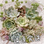 送料無料♡♡ 速達発送 多肉植物 エケベリア 韓国苗セット♡♡
