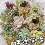 送料無料♡♡ 速達発送 多肉植物 エケベリア 韓国苗セット♡♡