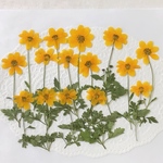 押し花＊ハッピーエンパイア(葉茎付き　横押し)