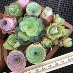 超レア品種入れ❣️多肉植物　グリーノビア　コレクション　10点セット