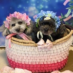 撮影用かごバッグ♪グラデーションピンクレース♪犬猫♪