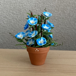 朝顔　17    花鉢　