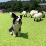 フェルト犬　ボーダーコリー　マイロさん　<MW520>