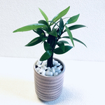 ハイドロカルチャー　ナギ　ナギの木　幸せを呼ぶ植物　小石原焼　飛びかんな　陶器　観葉植物