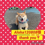 お客様専用　Aloha120808様　犬用クールスタイ