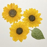 押し花　2022ひまわりA