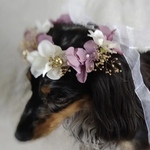 《再販✨送料込み》　ペット花冠　犬・猫・うさぎ　　　　　　【ダークパープル×ゴールドかすみ草冠】