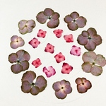 押し花素材　材料　99