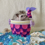 ハリ魚🧜🏻‍♀️パープル×ピンク