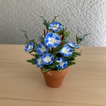 朝顔　19    花鉢　
