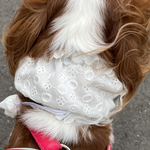 犬用クールネック　柔らか保冷剤3個入りお洒落クールネック綿レース　新作💕