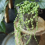 鉢植えグリーンネックレス