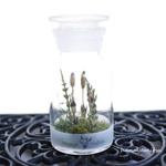つくしの植物標本