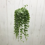 希少 Dischidia nummularia  ディスキディア ヌンムラリア 吊り鉢
